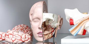 Lehrmittel: anatomisches Modell eines Kopfes (Gehirn).